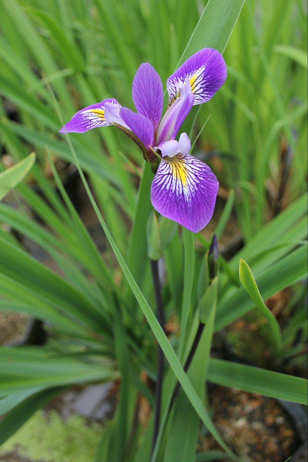 Iris robusta 'Gerald Darby'
